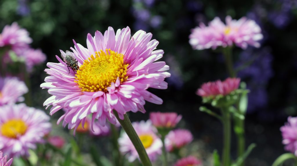 nature-flowers-garden-spring