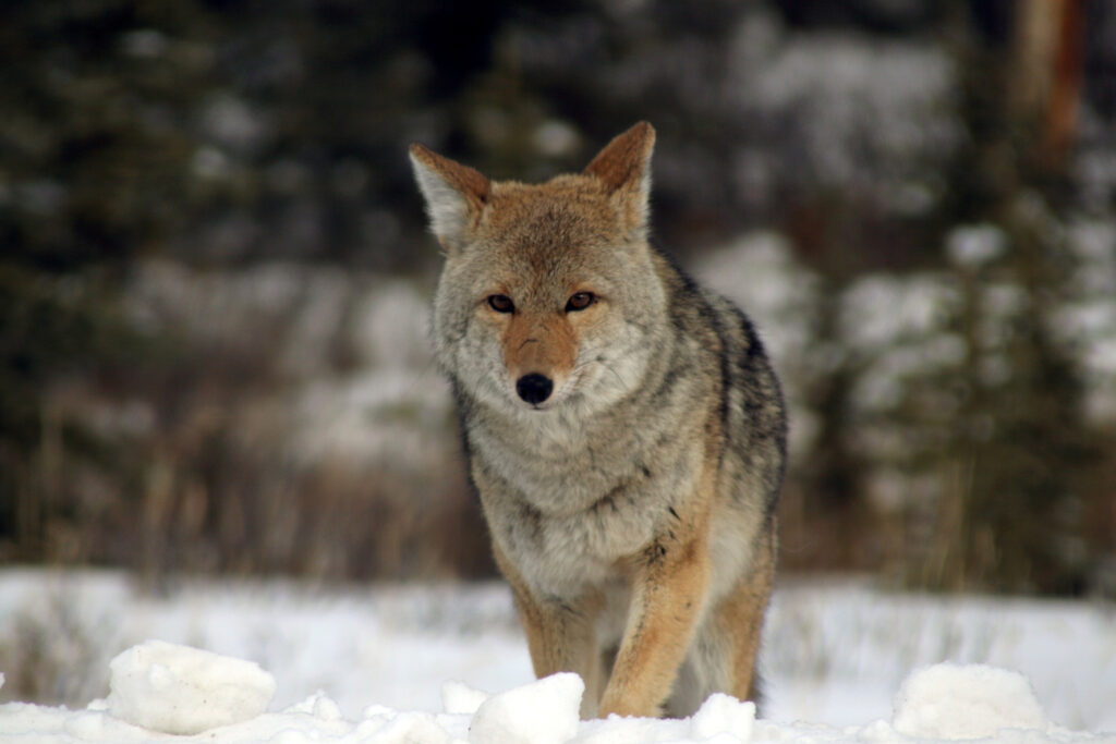 young-coyote-1400387